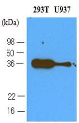 PDCD1 / CD279 / PD-1 Antibody (aa21-167, clone 4F12)
