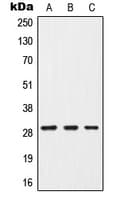 CISH / SOCS Antibody (Internal)