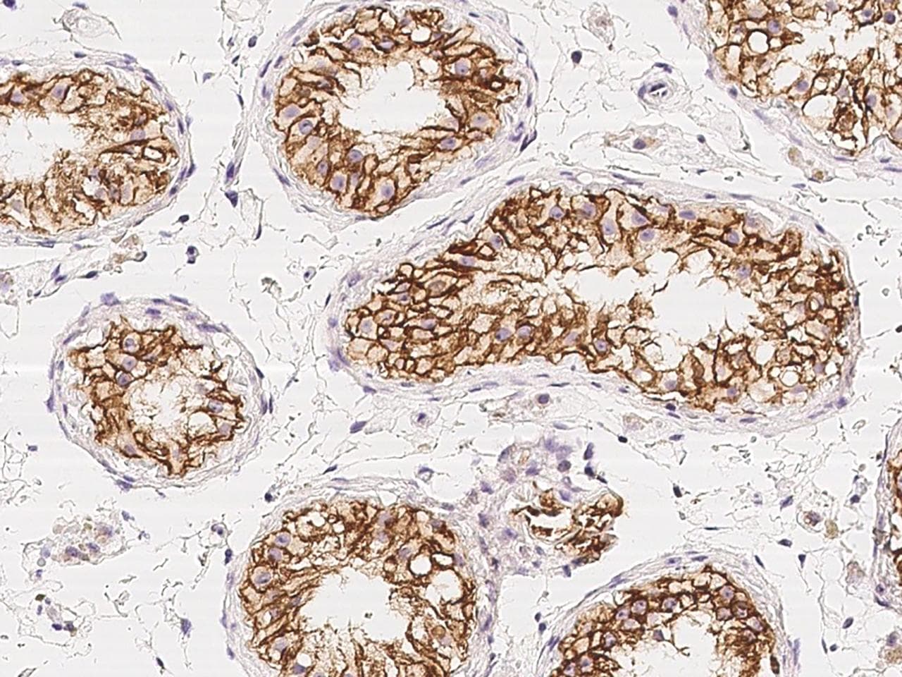 C1orf167 Antibody