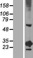 RGS20 / RGSZ1 Protein (Over-Expression Lysate Myc-DDK (Flag))