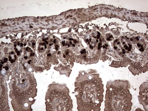 BrdU Antibody (clone 24H9)