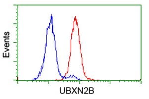 UBXN2B Antibody (clone OTI1G8, Carrier-free)