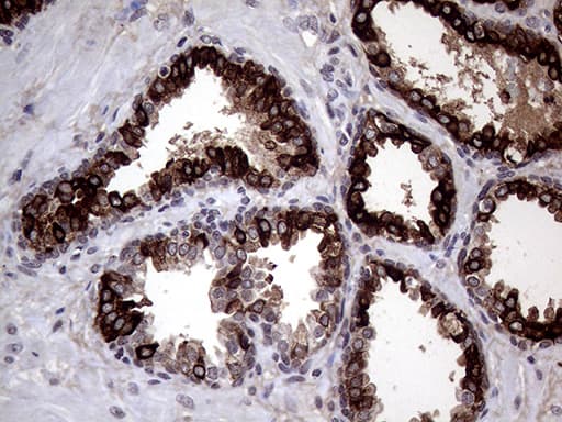 AGR2 Antibody (aa21-175, clone OTI5E10)