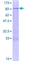 Human C9orf43 Protein (Recombinant GST)