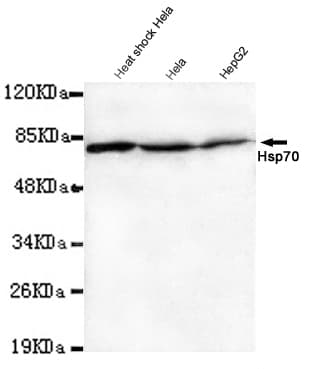 HSPA1A Antibody