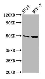 OMD / Osteomodulin Antibody