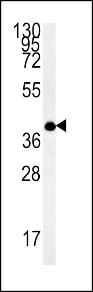 EMC3 Antibody (aa42-70)