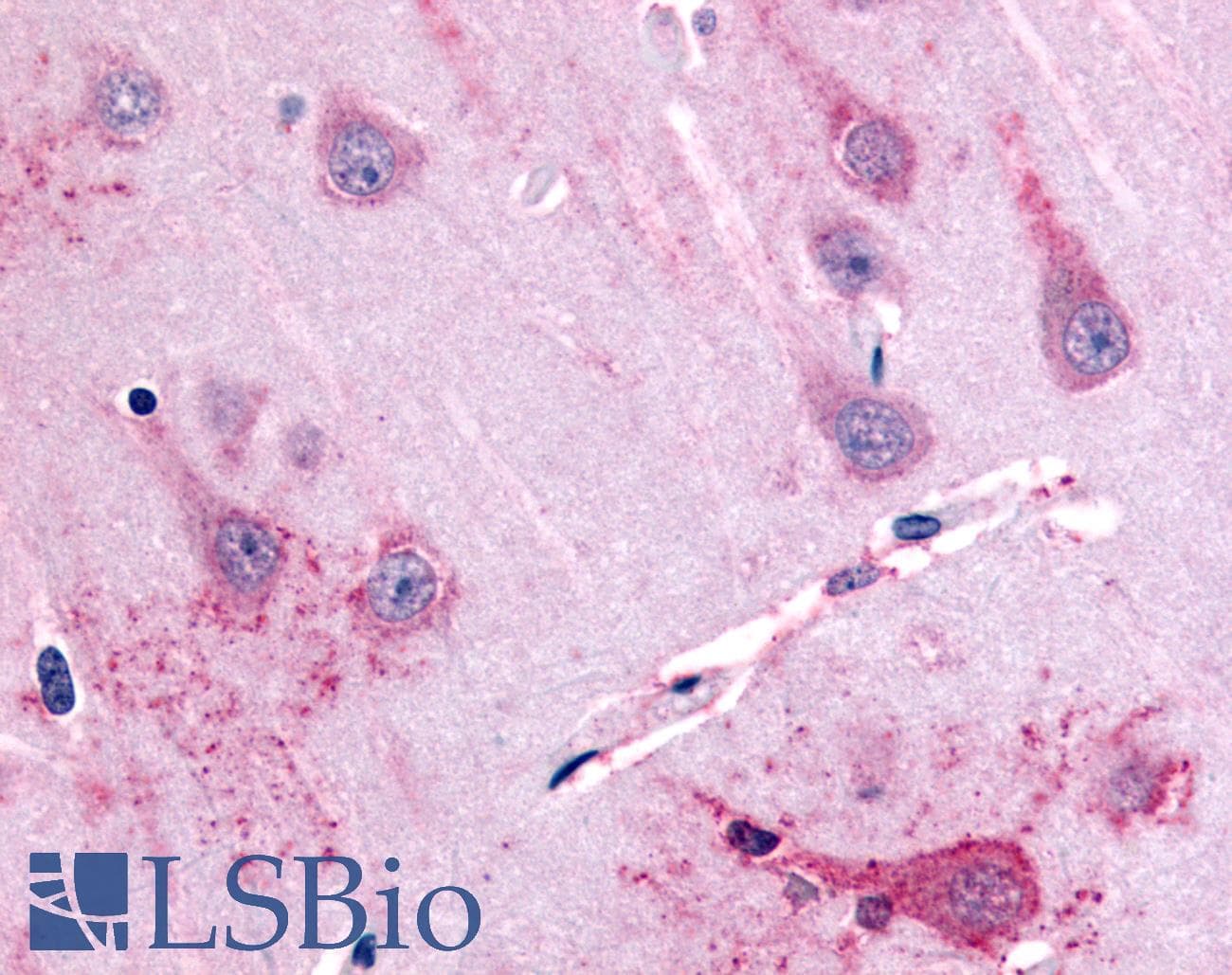 IHC-plus™ GPR39 Antibody (C-Terminus)