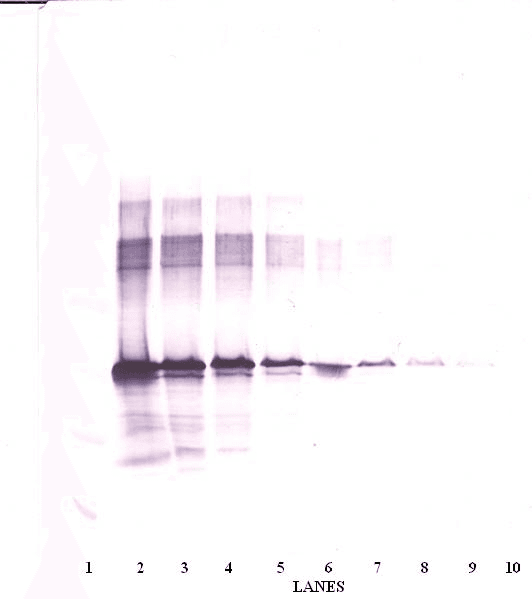 IHC-plus™ WNT3A Antibody