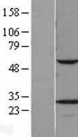 Human VAPB Protein (Over-Expression Lysate Myc-DDK (Flag))