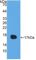 IL13 Antibody (aa25-146)