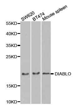 DIABLO / SMAC Antibody
