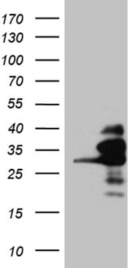 RANBP1 Antibody (clone OTI8E1)