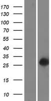 C16orf54 Protein (Over-Expression Lysate Myc-DDK (Flag))