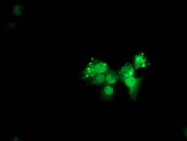 ANKRD53 Antibody (clone OTI2A8)