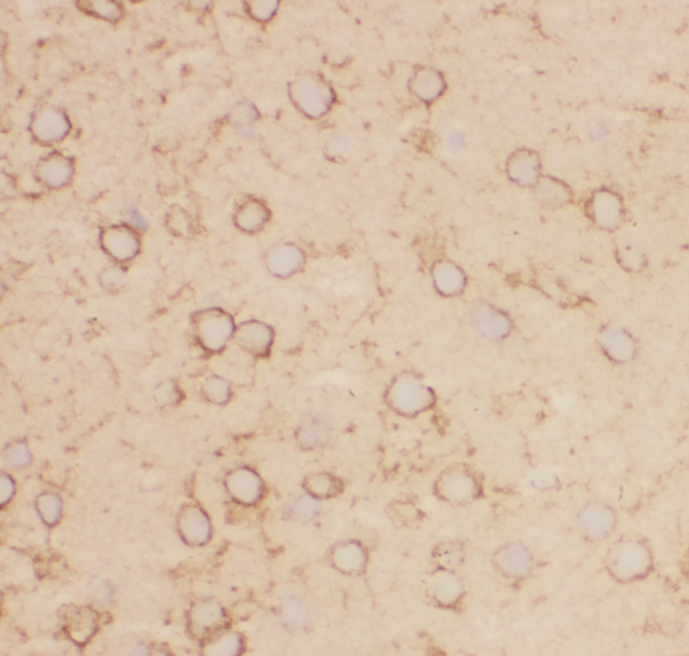 KCNB1 / Kv2.1 Antibody (aa687-858)