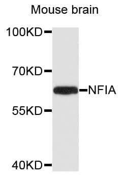 Polyclonal Rabbit anti-Human NFIA / Nuclear Factor 1 Antibody (WB)
