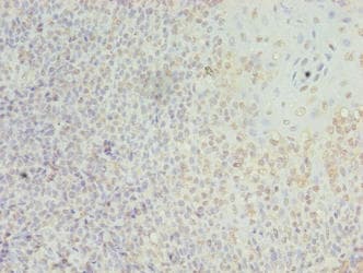 LILRA2 / CD85h / ILT1 Antibody