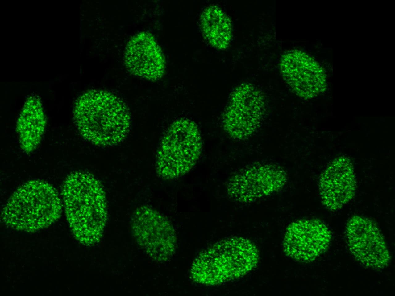 DEK Antibody (Preservative Free)
