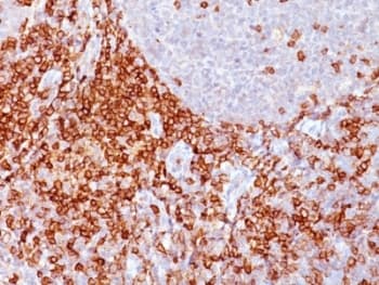 SPN / CD43 Antibody (clone Bra7G, Ready-to-Use)