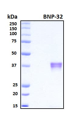 Human Brain Natriuretic Peptide 32 Protein (Recombinant 6His, N-terminus + Mouse IgG Fc, C-terminus)