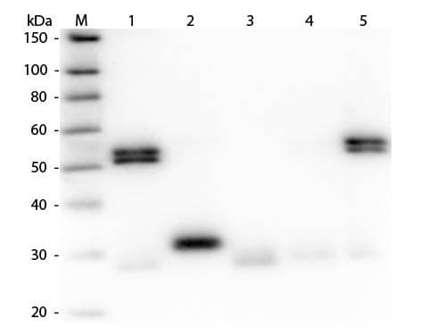 Polyclonal Goat Anti-Rat IgG Secondary Antibody (IHC, WB)