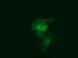 RIT2 / RIN Antibody (clone OTI1G2)