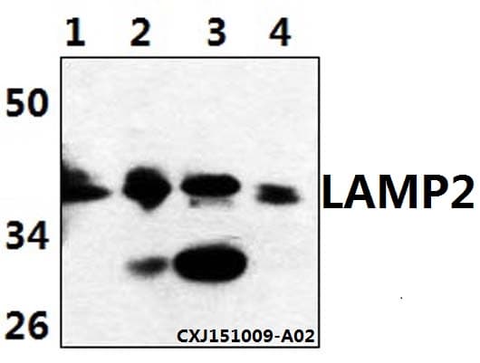 LAMP2 / CD107b Antibody