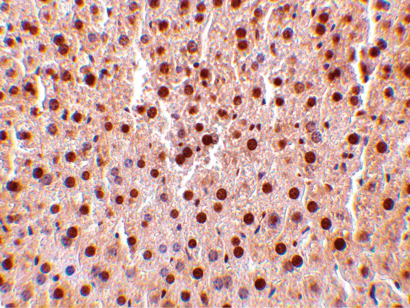 TRAF2 Antibody