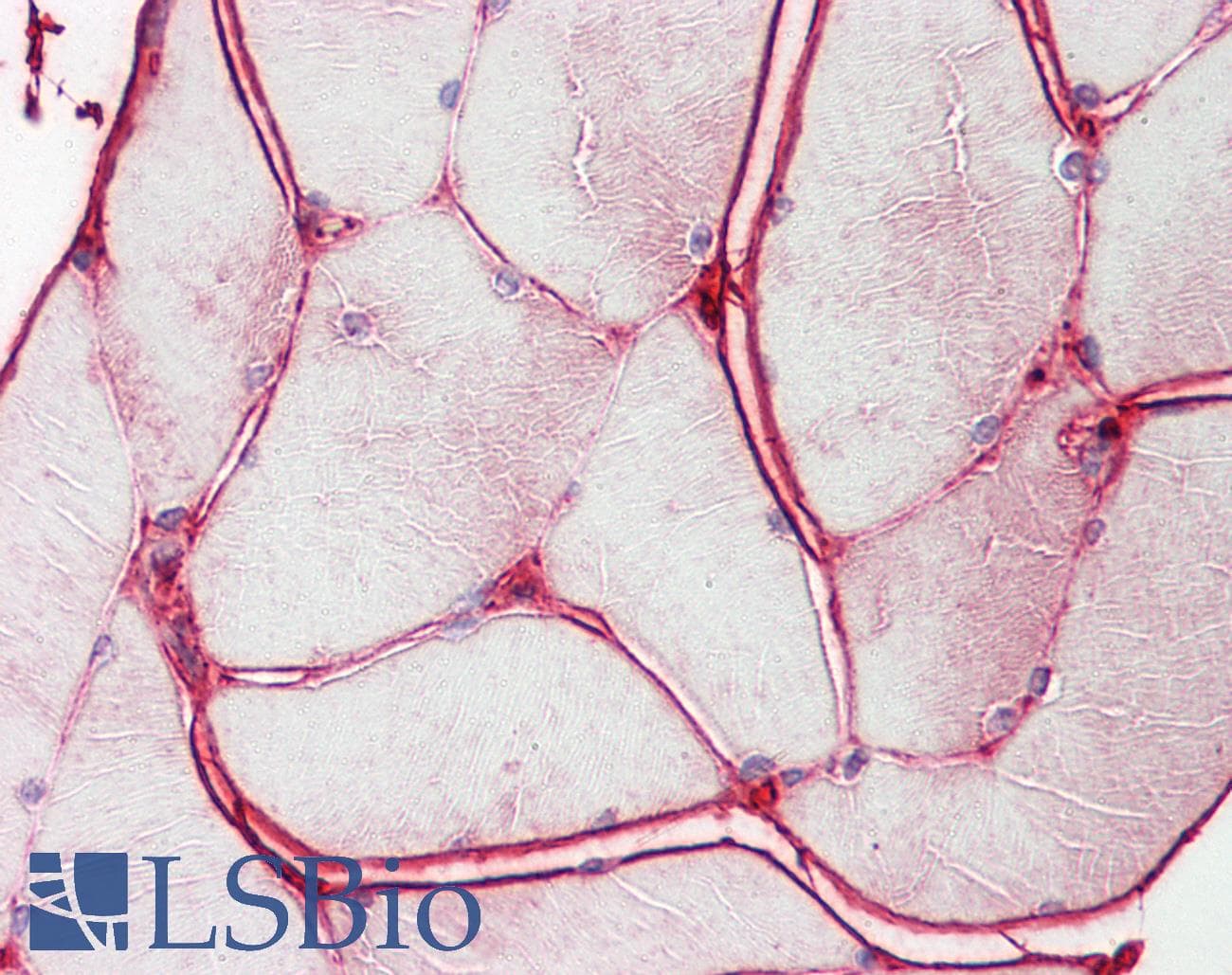 IHC-plus™ BCHE / Cholinesterase Antibody