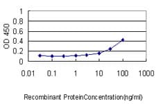 Monoclonal Mouse anti-Human PLK1 / PLK-1 Antibody (clone 2G12, IF, WB)