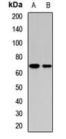 KIAA0391 Antibody