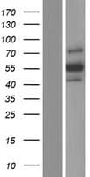 Dipeptidase 2 / DPEP2 Protein (Over-Expression Lysate Myc-DDK (Flag))