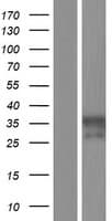 PILRA Protein (Over-Expression Lysate Myc-DDK (Flag))