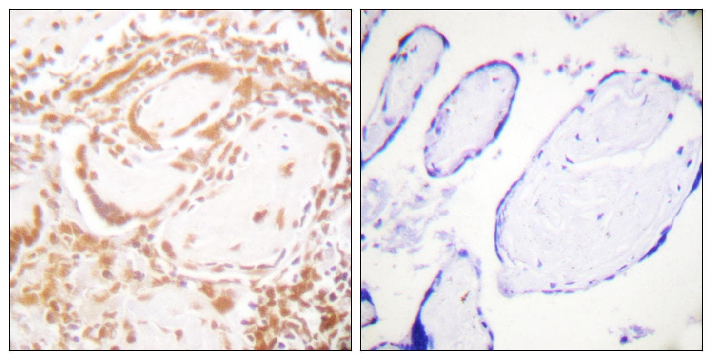 Histone H4 Antibody