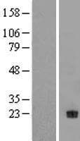 NTF4 / Neurotrophin 4 Protein (Over-Expression Lysate Myc-DDK (Flag))