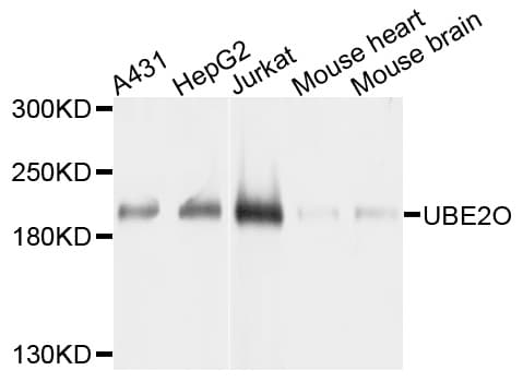 UBE2O Antibody