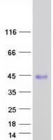 Human FLJ11286 Protein (Recombinant Myc-DDK (Flag))