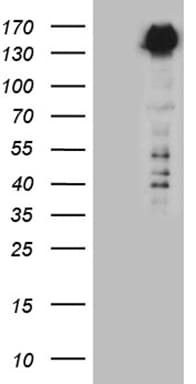 Monoclonal Mouse anti-Human SPAG5 / MAP126 Antibody (clone OTI2D6, Carrier-free, aa1-297, WB)