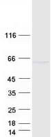 Human ZNF165 Protein (Recombinant Myc-DDK (Flag))