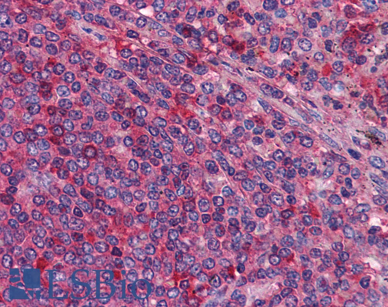 IHC-plus™ TANGO / MIA3 Antibody