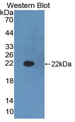 HADH Antibody