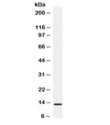 Polyclonal Rabbit anti-Human BLC / CXCL13 Antibody (IHC, WB)