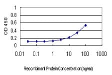 ATP1B3 Antibody (clone 1E9)