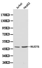 NUDT6 Antibody