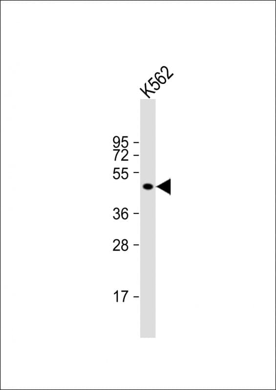 EIF5 Antibody (Internal)