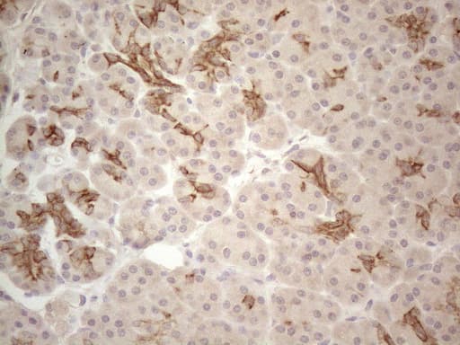 CDC6 Antibody (clone OTI1A4)
