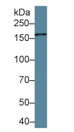 MRC2 / Endo180 Antibody (aa41-505, Biotin)