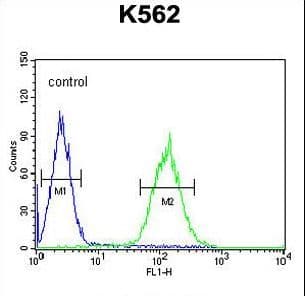 IHC-plus™ POU5F1B Antibody (aa214-242)