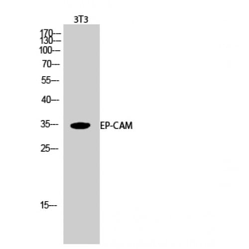 EPCAM Antibody (90-170 aa, Internal)